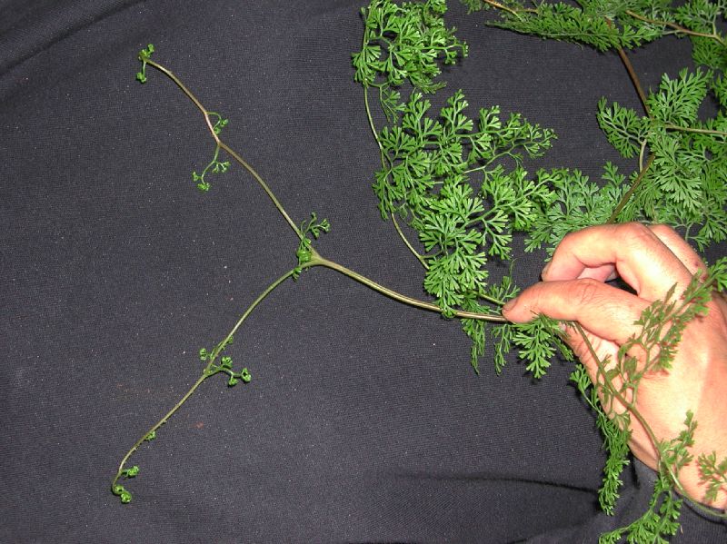 Lindsaeaceae Odontosoria gymnogramoides