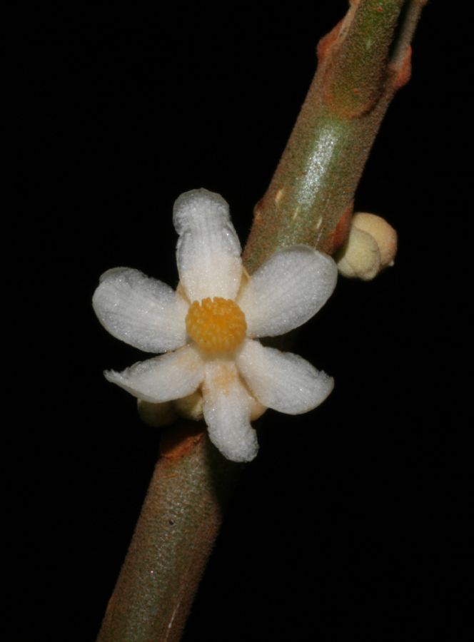 Kiggelariaceae Carpotroche platyptera