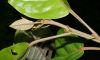 image of Croton schiedianus
