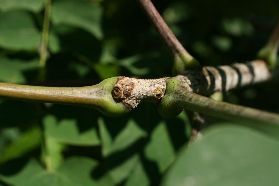 Fabaceae Gymnocladus dioica