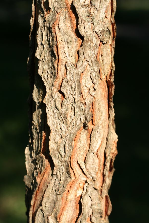 Fabaceae Gymnocladus dioica