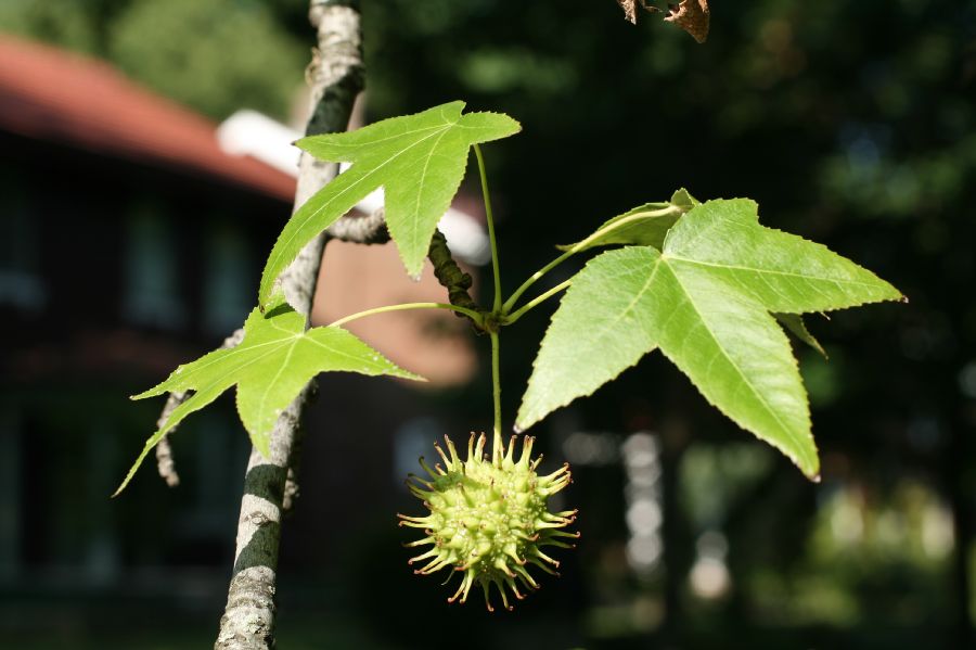 Altingiaceae Liquidambar styraciflua