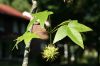 image of Liquidambar styraciflua