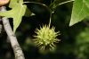 image of Liquidambar styraciflua