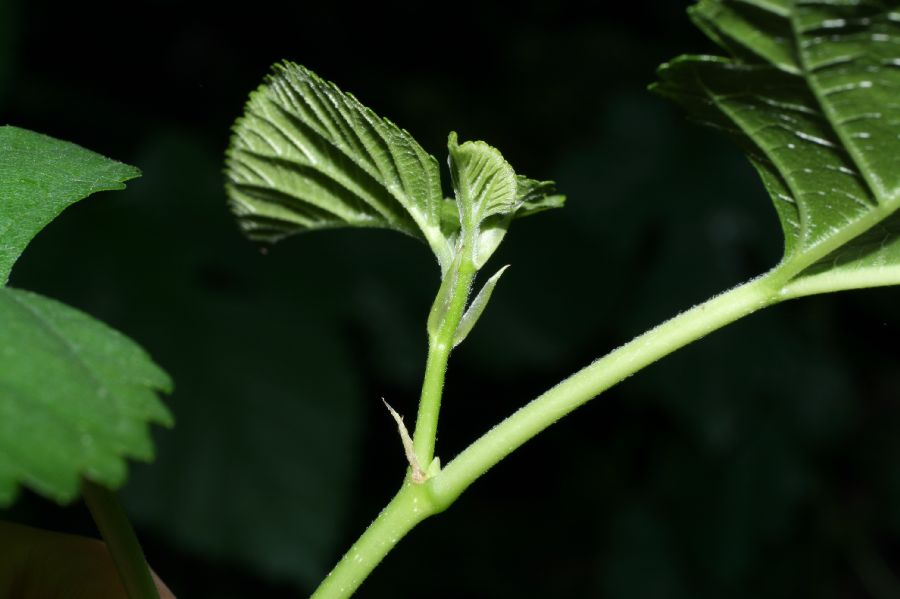 Moraceae Morus alba