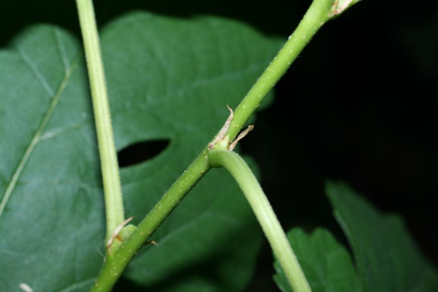 Moraceae Morus alba