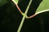 image of Odontadenia macrantha