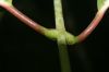 image of Odontadenia macrantha