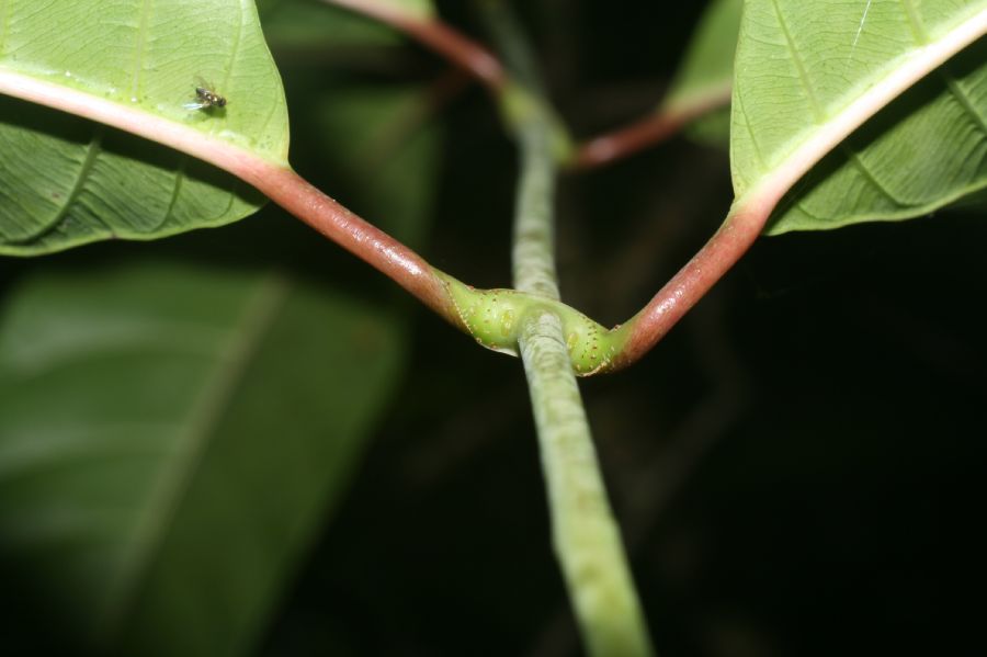 Apocynaceae Odontadenia macrantha
