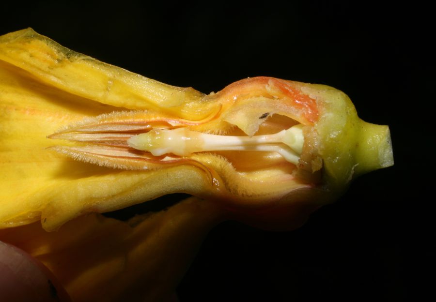 Apocynaceae Odontadenia macrantha