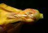 image of Odontadenia macrantha