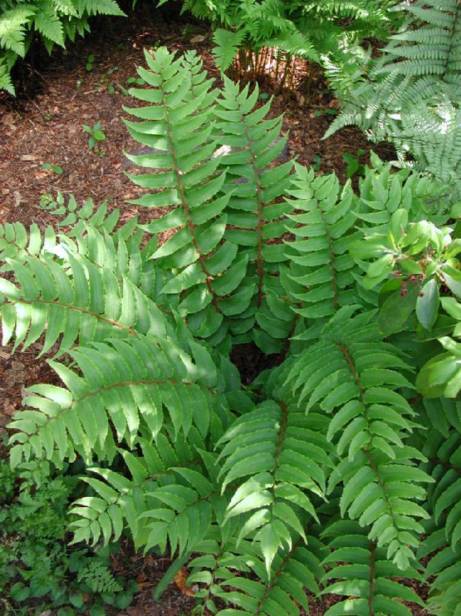 Dryopteridaceae Cyrtomium fortunei