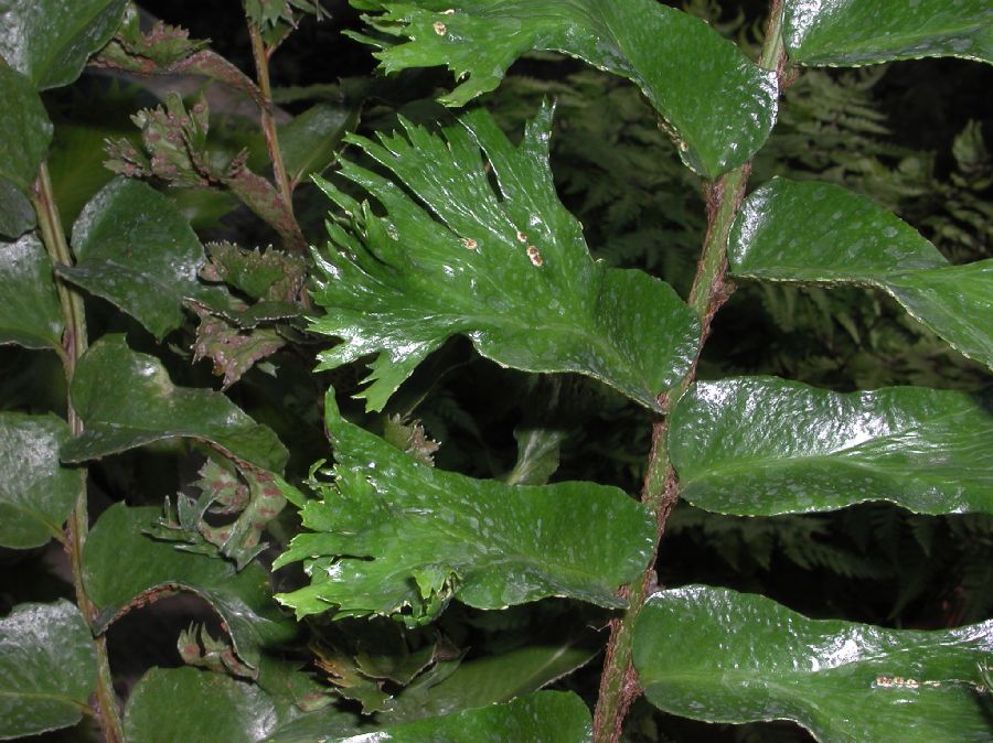 Dryopteridaceae Cyrtomium falcatum