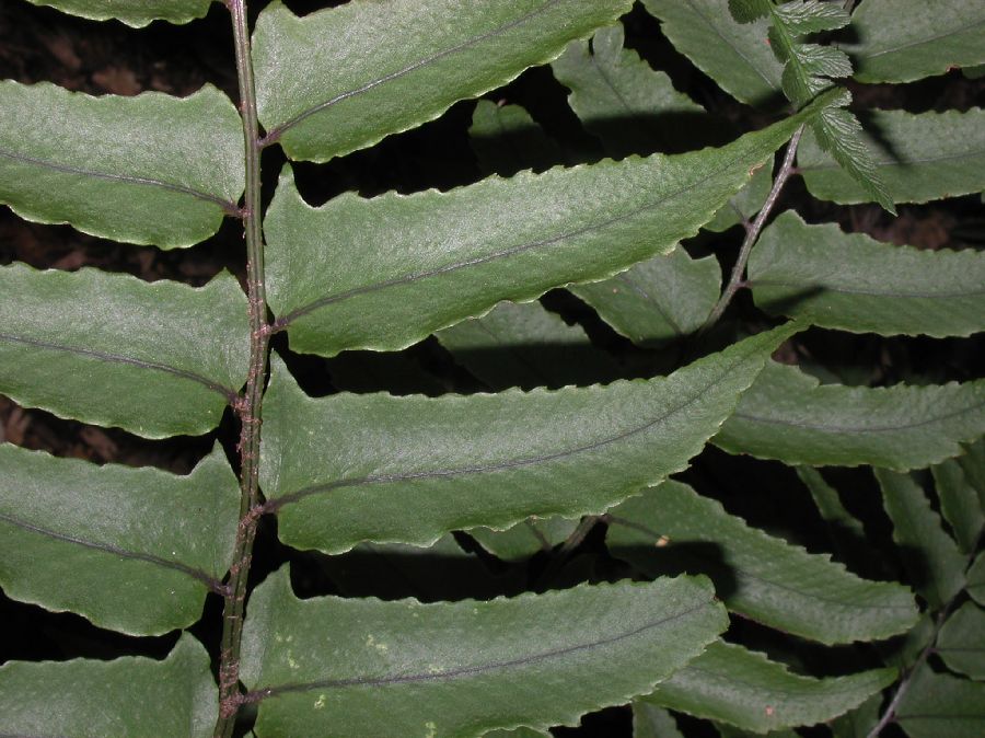 Dryopteridaceae Cyrtomium fortunei
