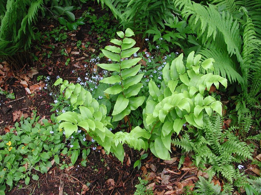 Dryopteridaceae Cyrtomium macrophyllum