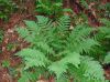 image of Dryopteris intermedia