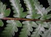 image of Dryopteris tokyoensis