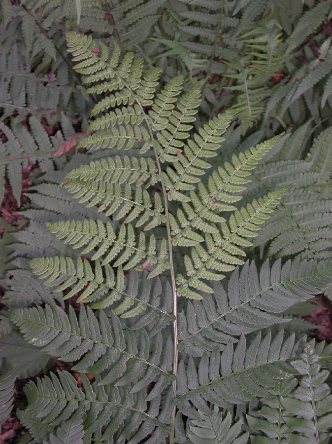 Dryopteridaceae Dryopteris lacera