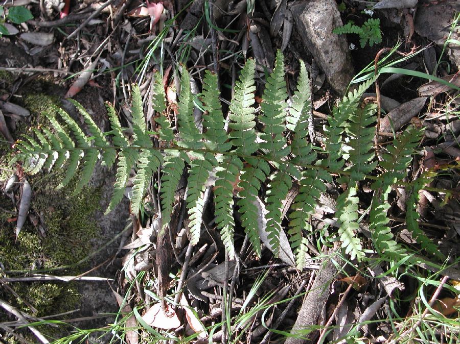Dryopteridaceae Dryopteris arguta