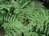 image of Dryopteris patula