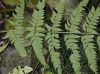 image of Dryopteris patula