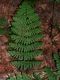 image of Dryopteris intermedia