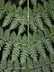 image of Dryopteris intermedia
