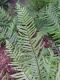 image of Dryopteris tokyoensis