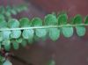 image of Nephrolepis cordifolia