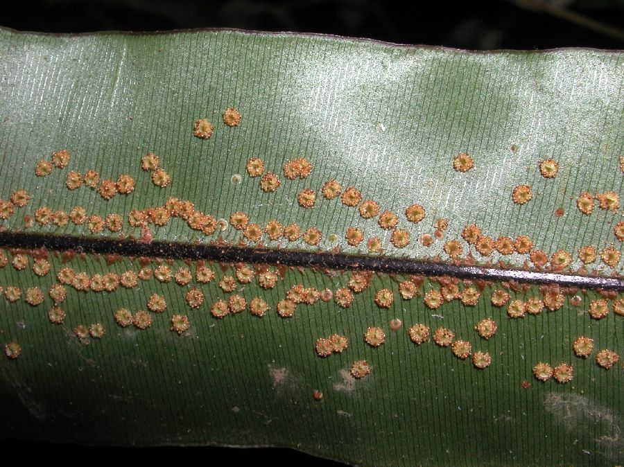 Oleandraceae Oleandra articulata