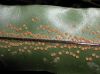 image of Oleandra articulata