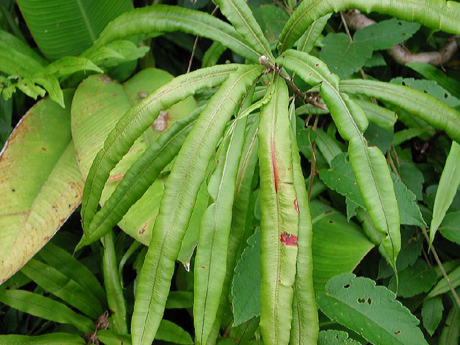 Oleandraceae Oleandra costaricensis