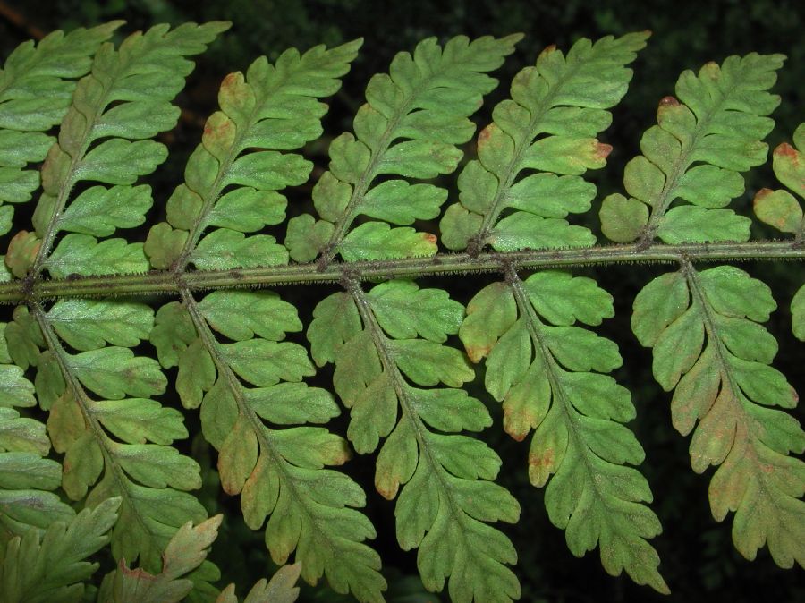 Dryopteridaceae Polybotrya attenuata