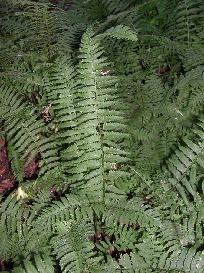 Dryopteridaceae Polystichum tripteron