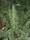 image of Polystichum tripteron