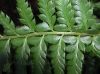 image of Polystichum tsus-simense