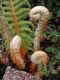 image of Polystichum speciosissimum