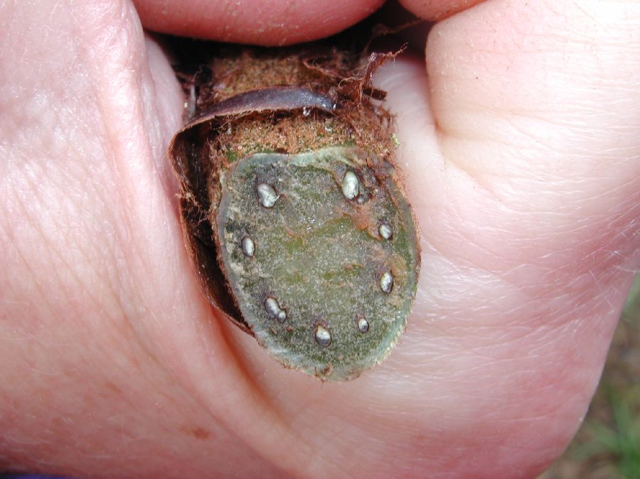 Dryopteridaceae Polystichum concinnum