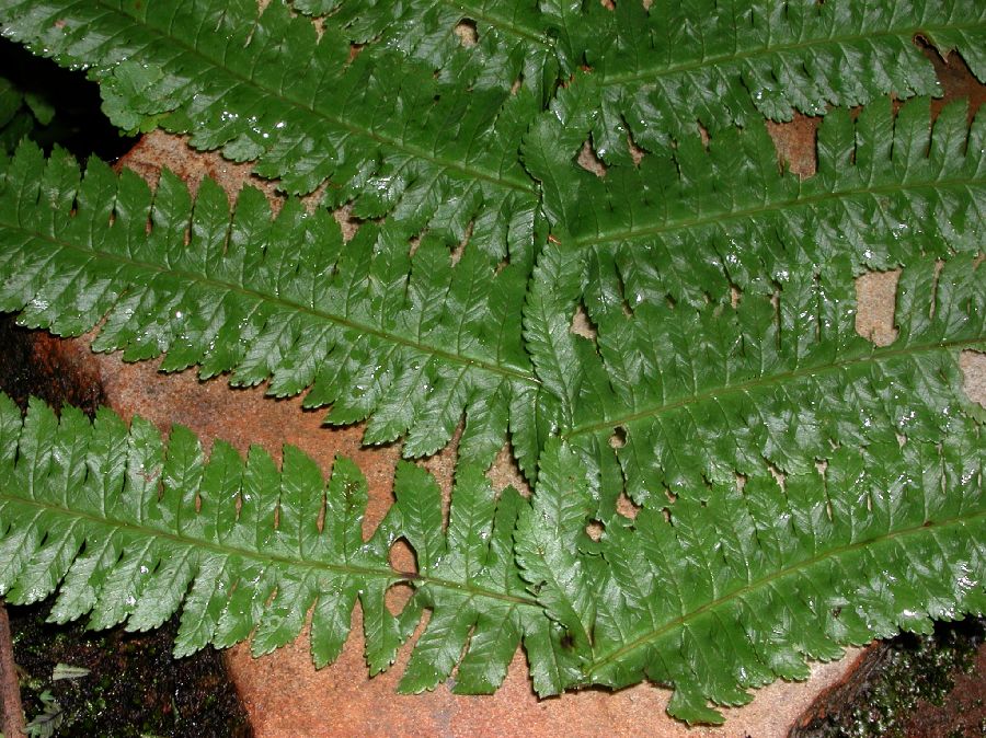 Dryopteridaceae Stigmatopteris contracta
