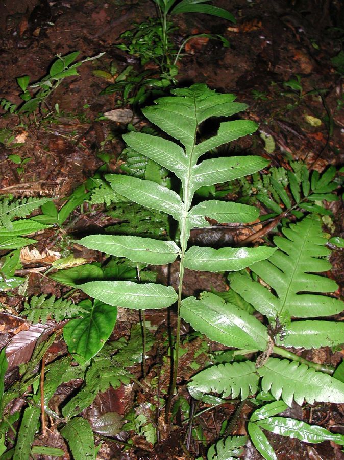 Dryopteridaceae Stigmatopteris heterophlebia