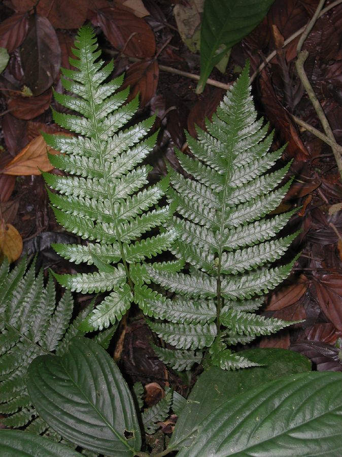 Dryopteridaceae Stigmatopteris longicaudata