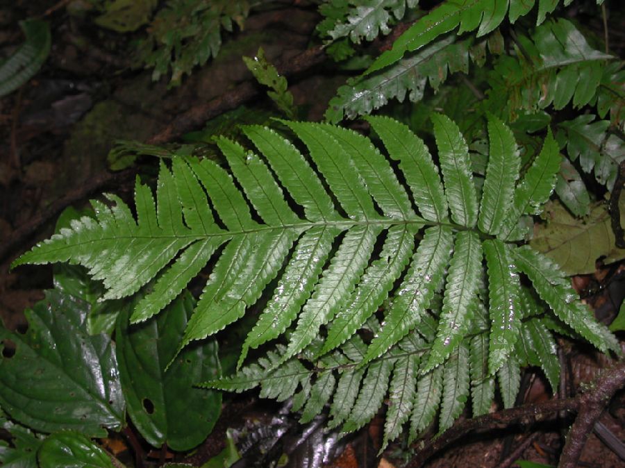 Dryopteridaceae Stigmatopteris longicaudata