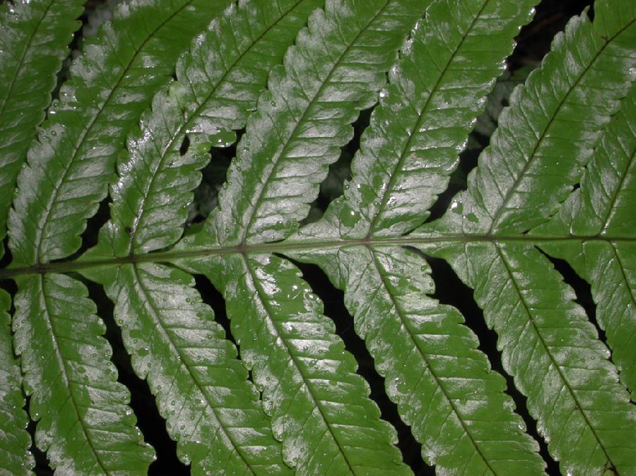 Dryopteridaceae Stigmatopteris longicaudata