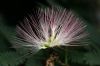 image of Albizia julibrissin