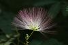 image of Albizia julibrissin