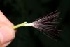 image of Albizia julibrissin