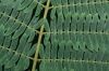image of Albizia julibrissin
