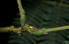 image of Albizia julibrissin