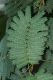 image of Albizia julibrissin