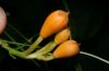image of Campsis radicans